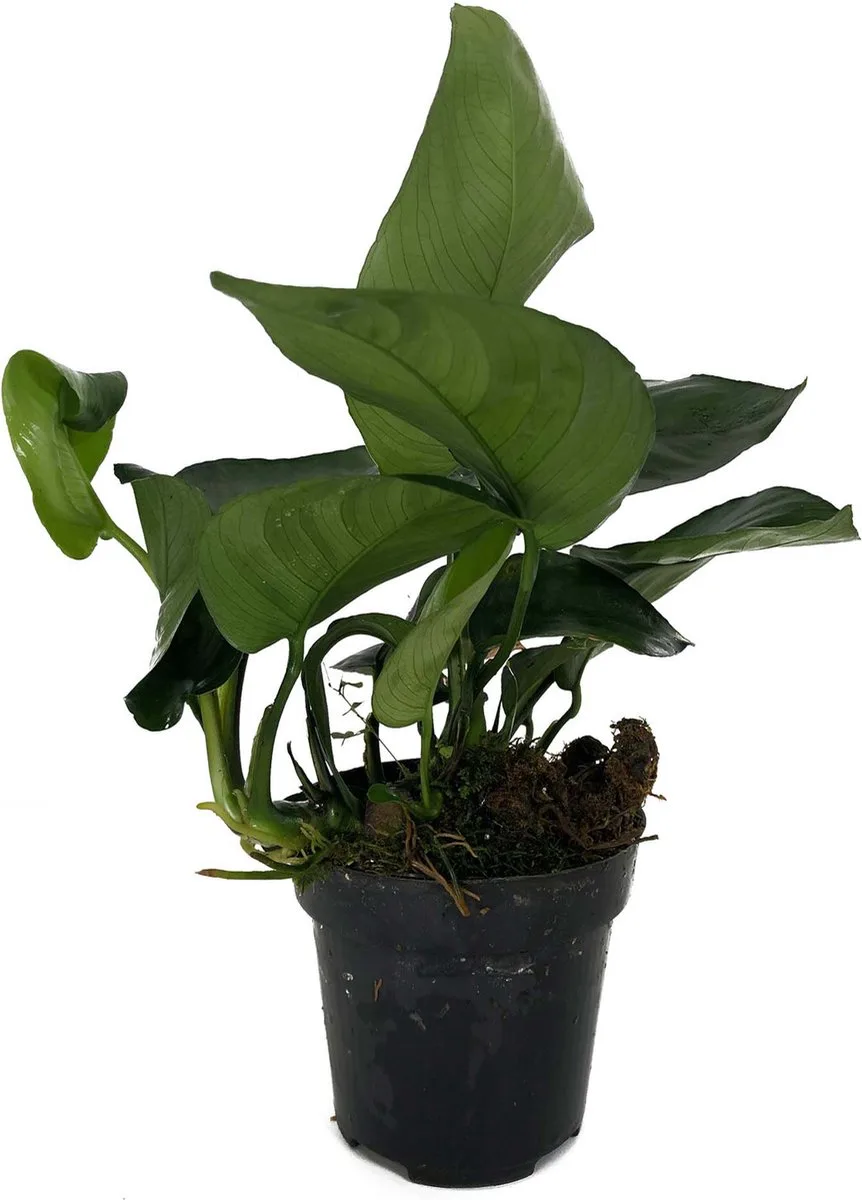 Anubias Barteri moederplant | Speerblad | in 9CM pot P9 Pot von Moerings in Grün – Produktfoto