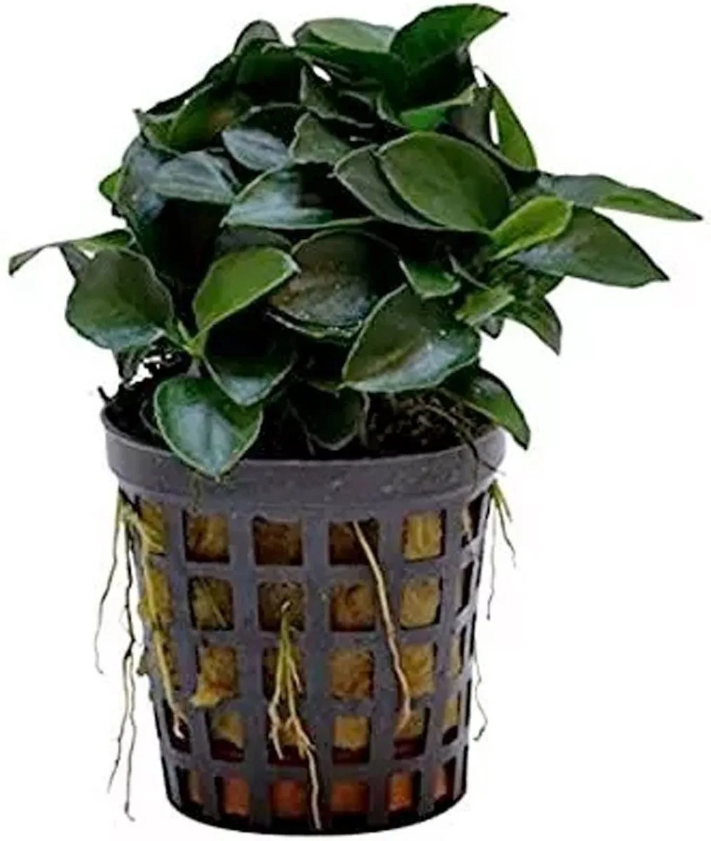 Anubias bonsai | Bonsai-Dwergspeerblad | In 5 cm pot de Moerings en Vert foncé – photo produit
