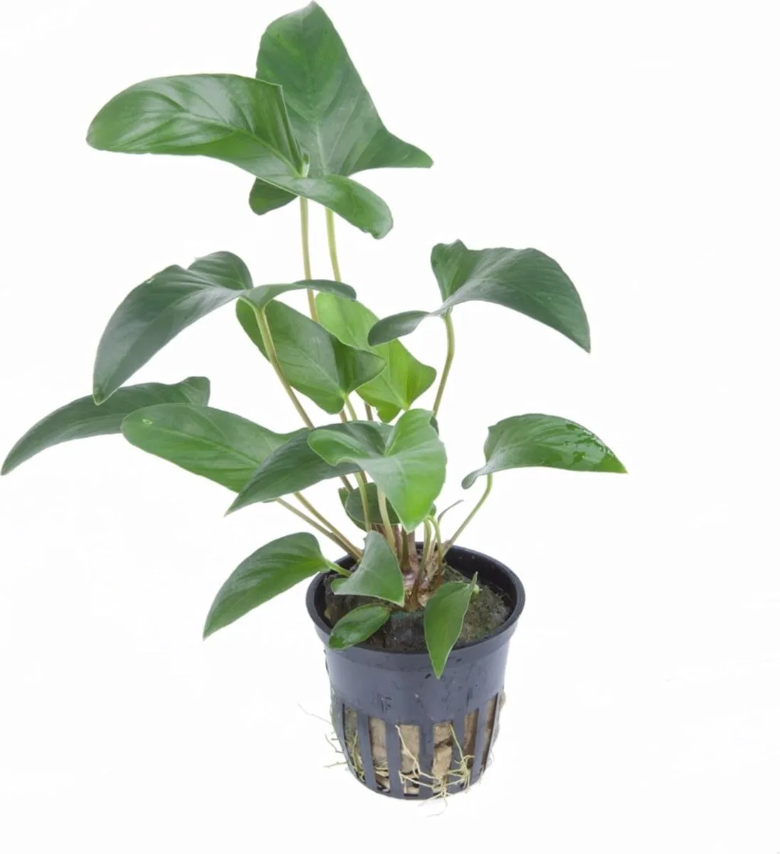 Anubias Gracilis | In 5 cm pot från Moerings i Grön – produktbild
