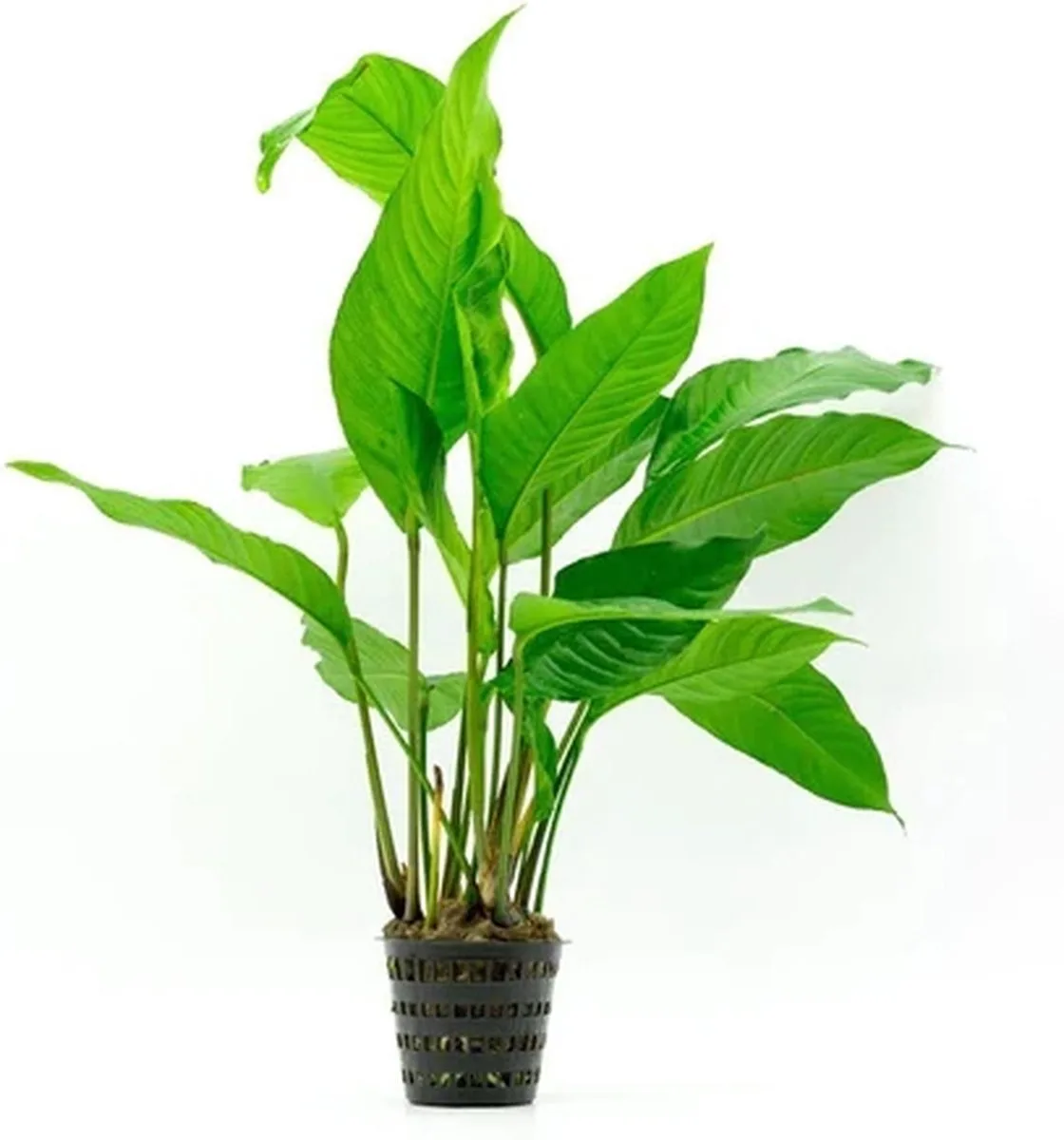 Anubias Heterophylla | Langsteelspeerblad | in 9CM pot P9 Pot von Moerings – Produktfoto