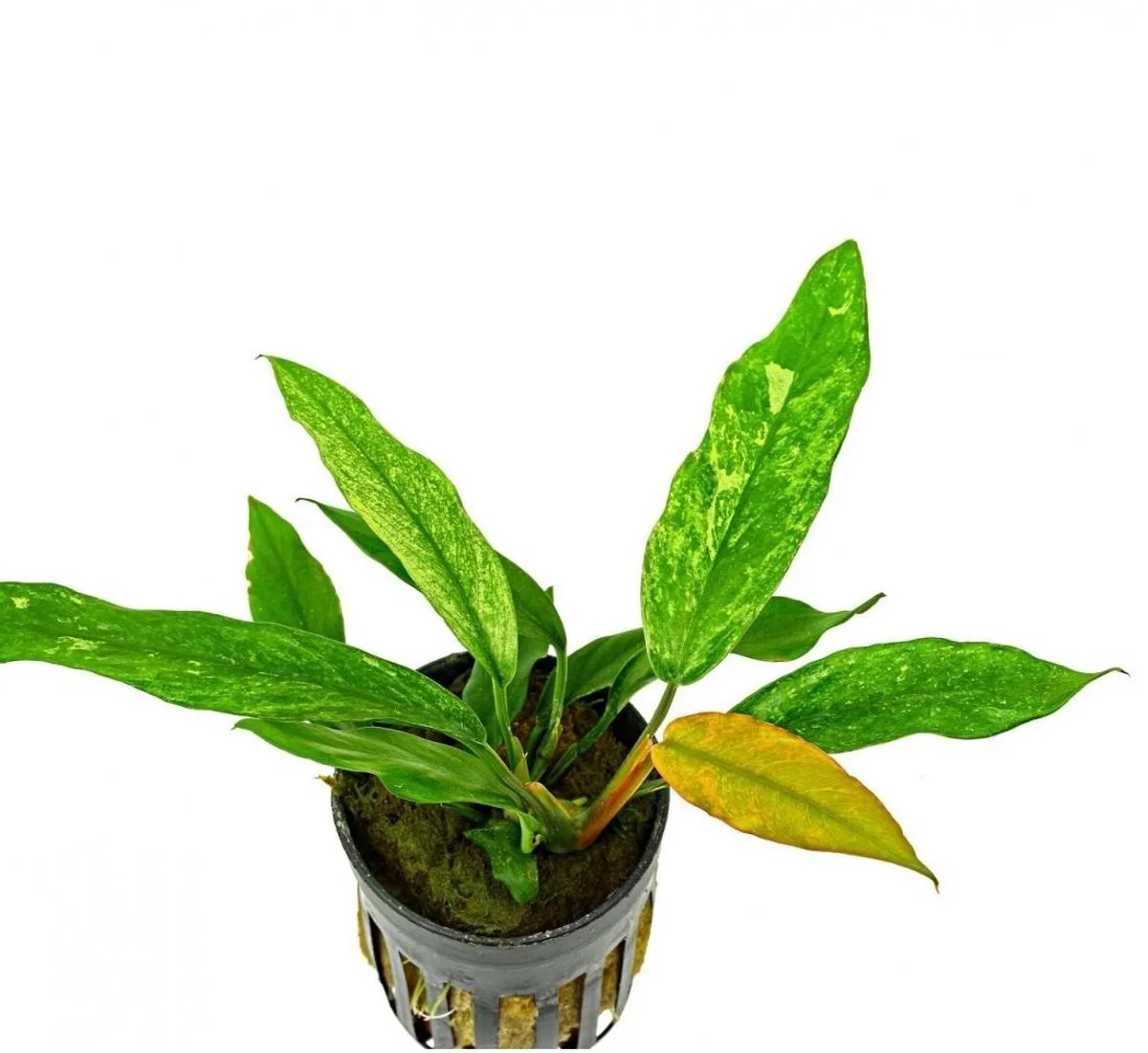 Anubias Minima Variegata | Speerblad | In 5 cm pot von Moerings in Gelb – Produktfoto