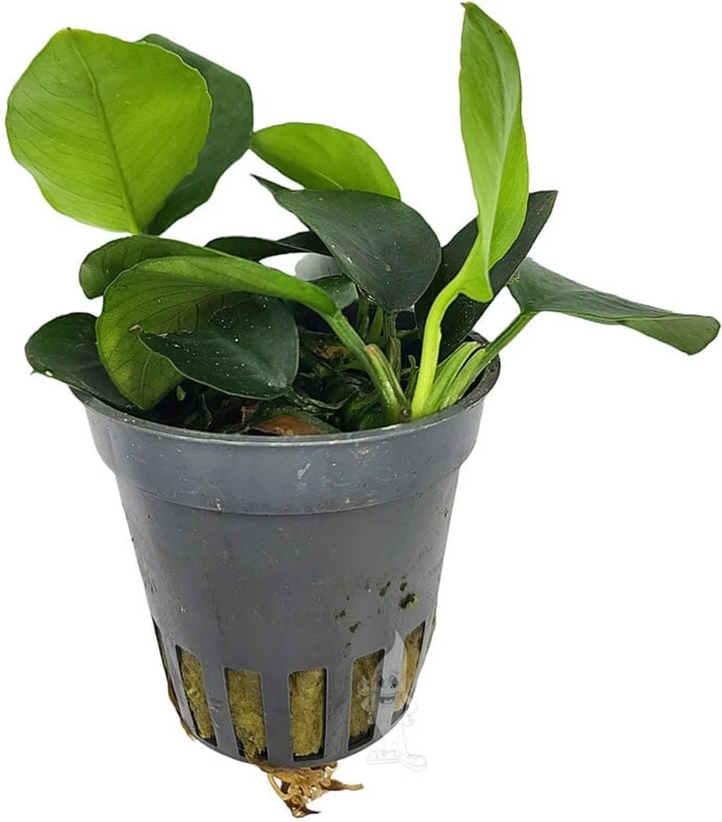 Anubias Nana Gold | Dwergspeerblad goud | in 5 cm pot de Moerings – photo produit