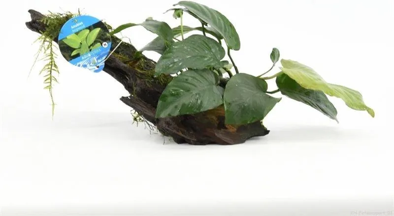 Anubias op Driftwood M (medium) - Aquariumplanten - Aquarium decoratie von Moerings in Bruin – Groen – Produktfoto