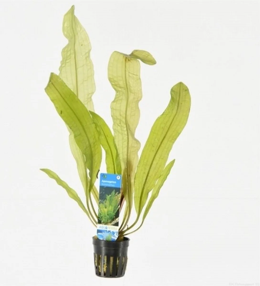 Aponogeton Boivinianus | Bolplant | in 5 cm pot de Moerings en Vert – photo produit
