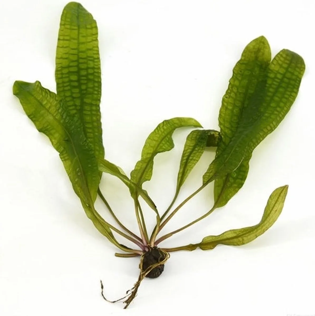 Aponogeton Boivinianus | Bolplant | Los van Moerings in Groen – productfoto