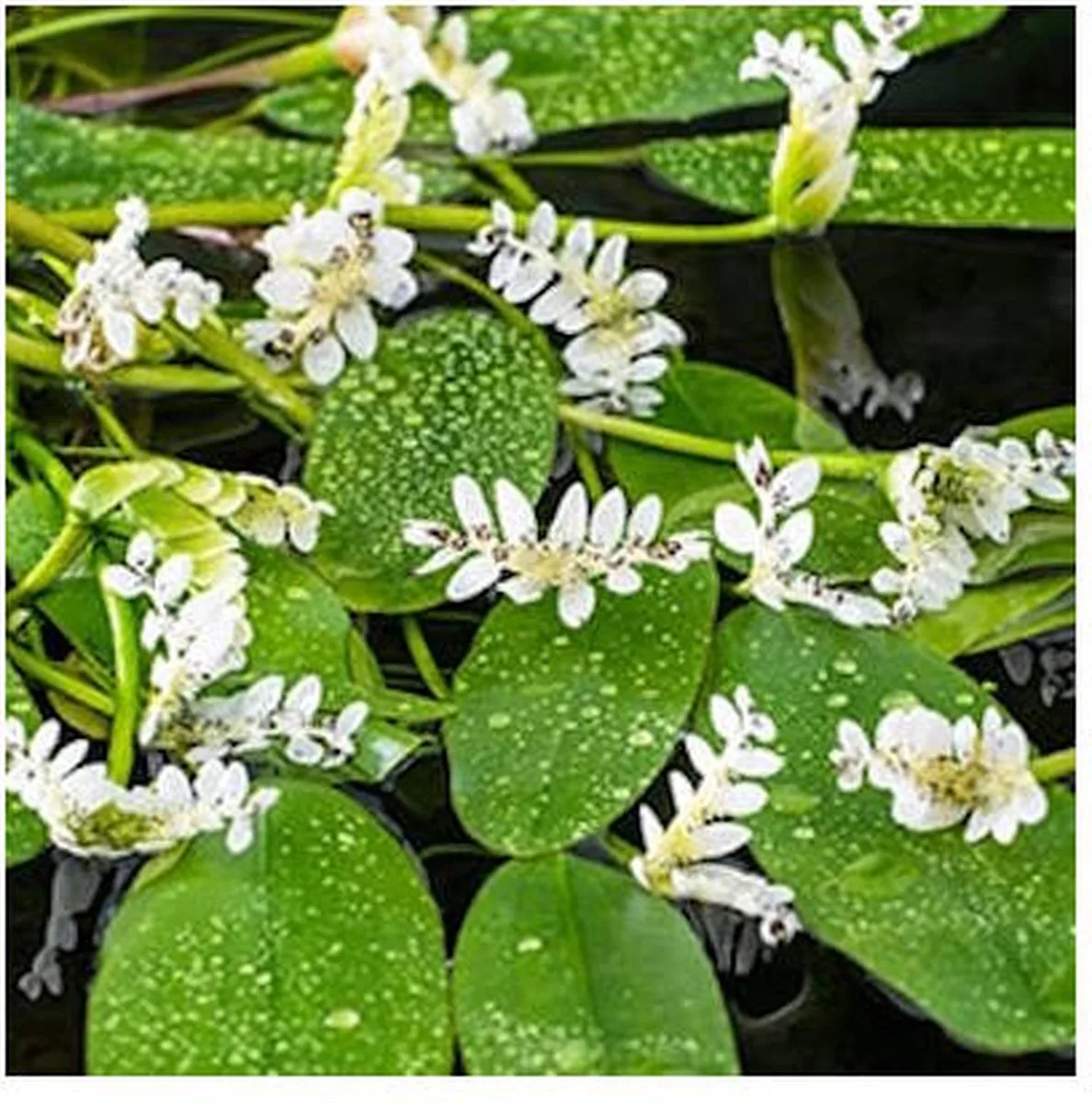 Aponogeton Distachyos | Kaapse Lelie | In 11CM pot de Moerings en Blanc – photo produit