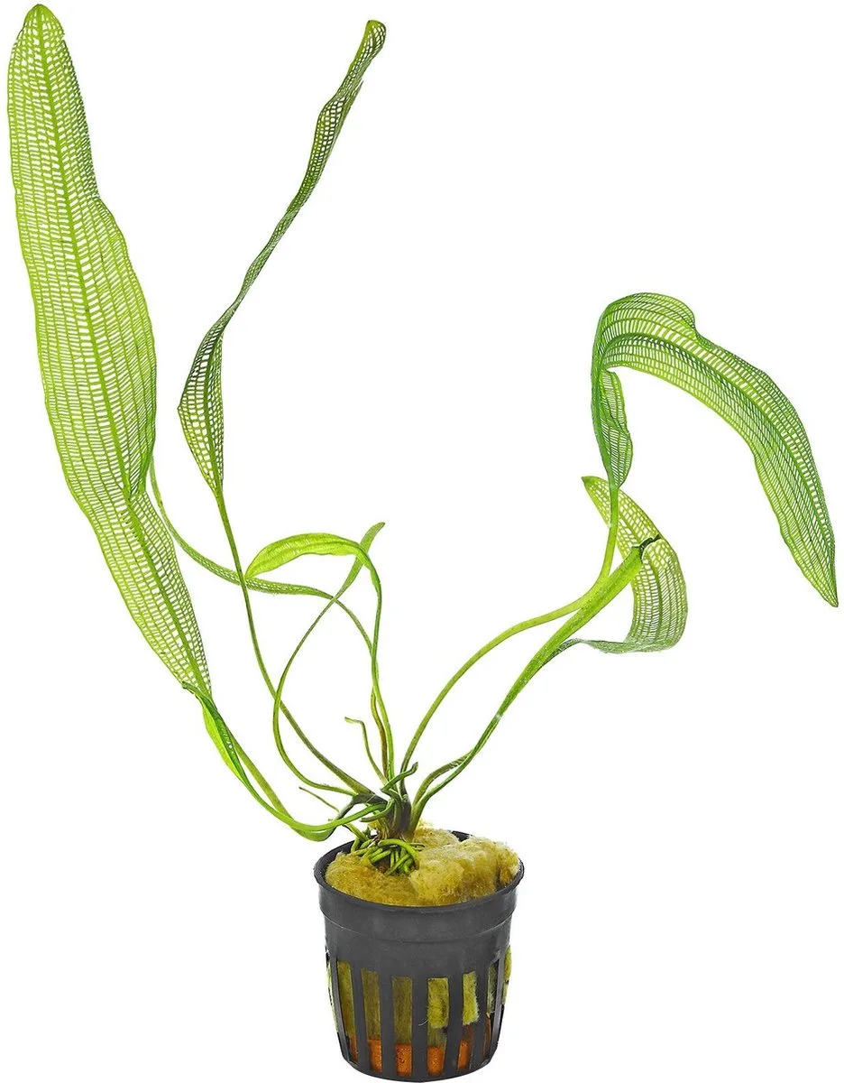 Aponogeton henkelianus | Smalle Gaasplant | in 5 cm pot de Moerings en Vert – photo produit