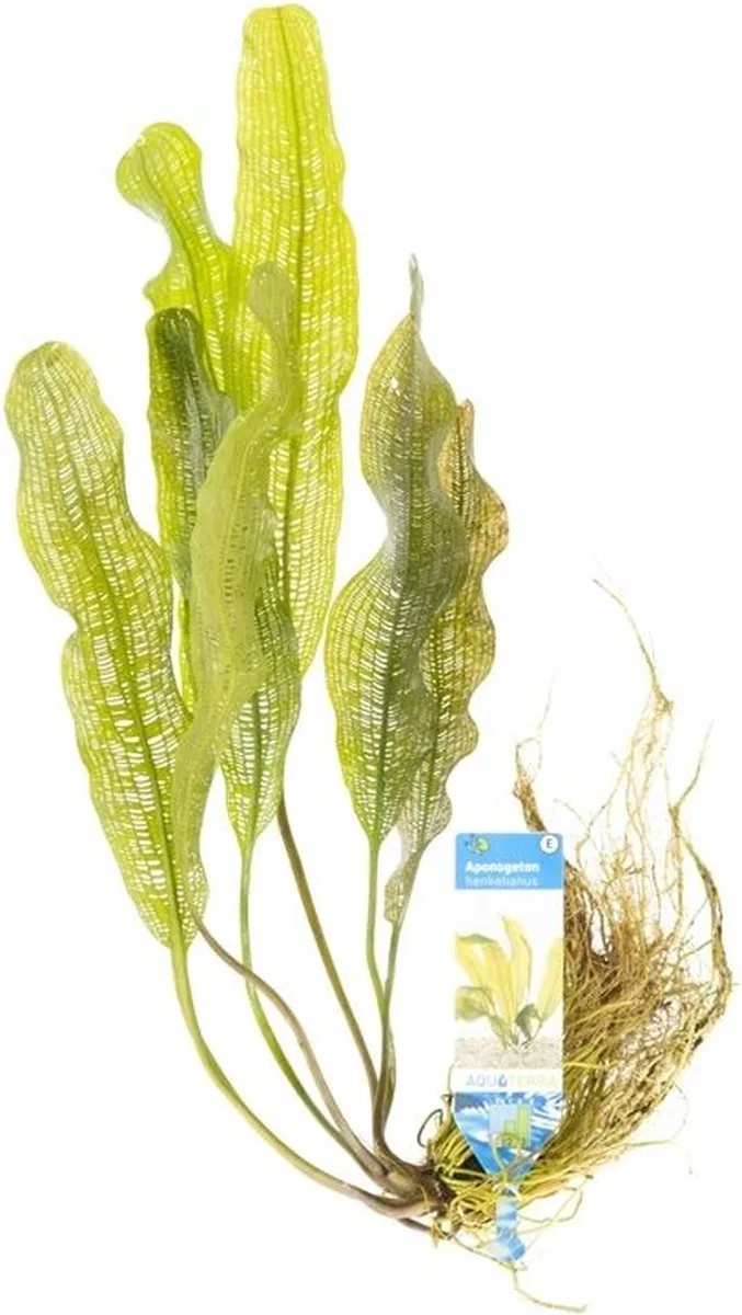 Aponogeton henkelianus | Smalle Gaasplant | Los de Moerings en Vert – photo produit