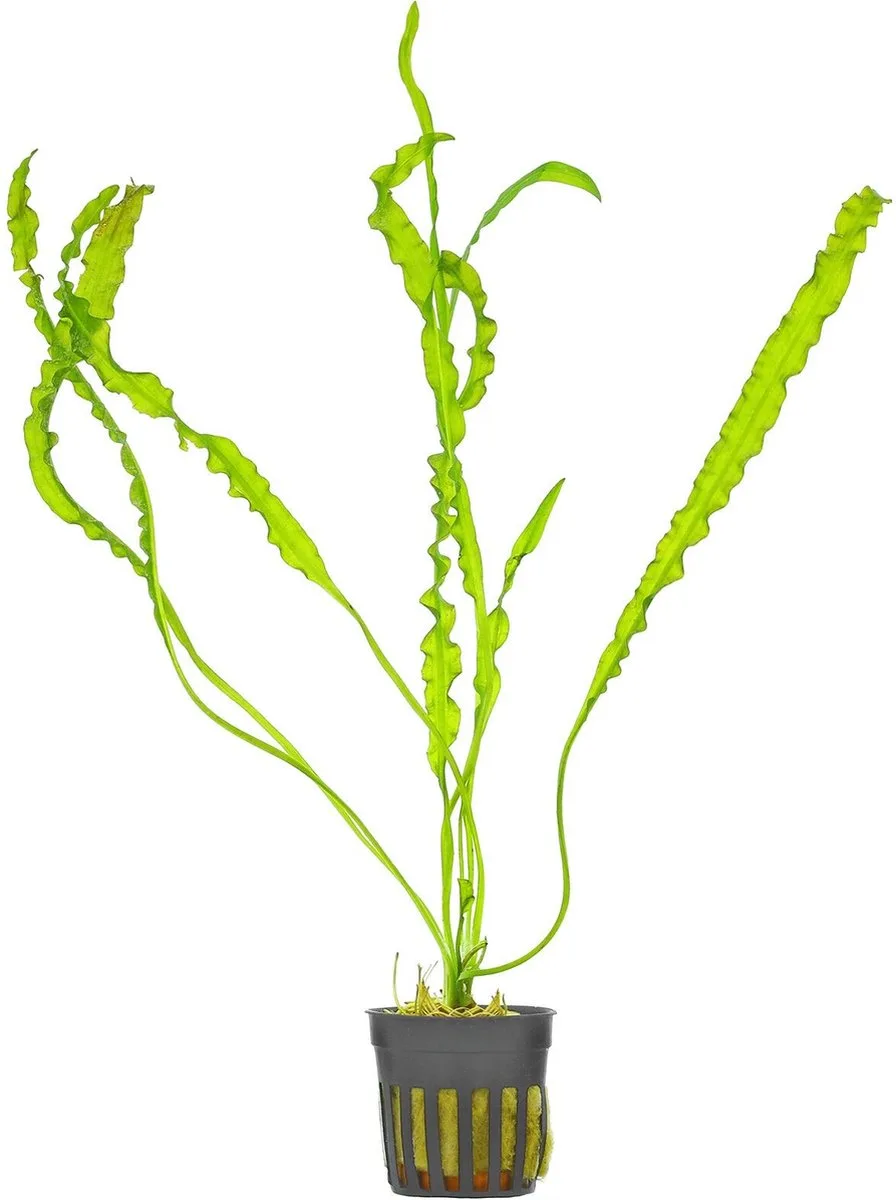 Aponogeton Longiplumulosis | Bolplant | in 5 cm pot de Moerings en Vert foncé – photo produit