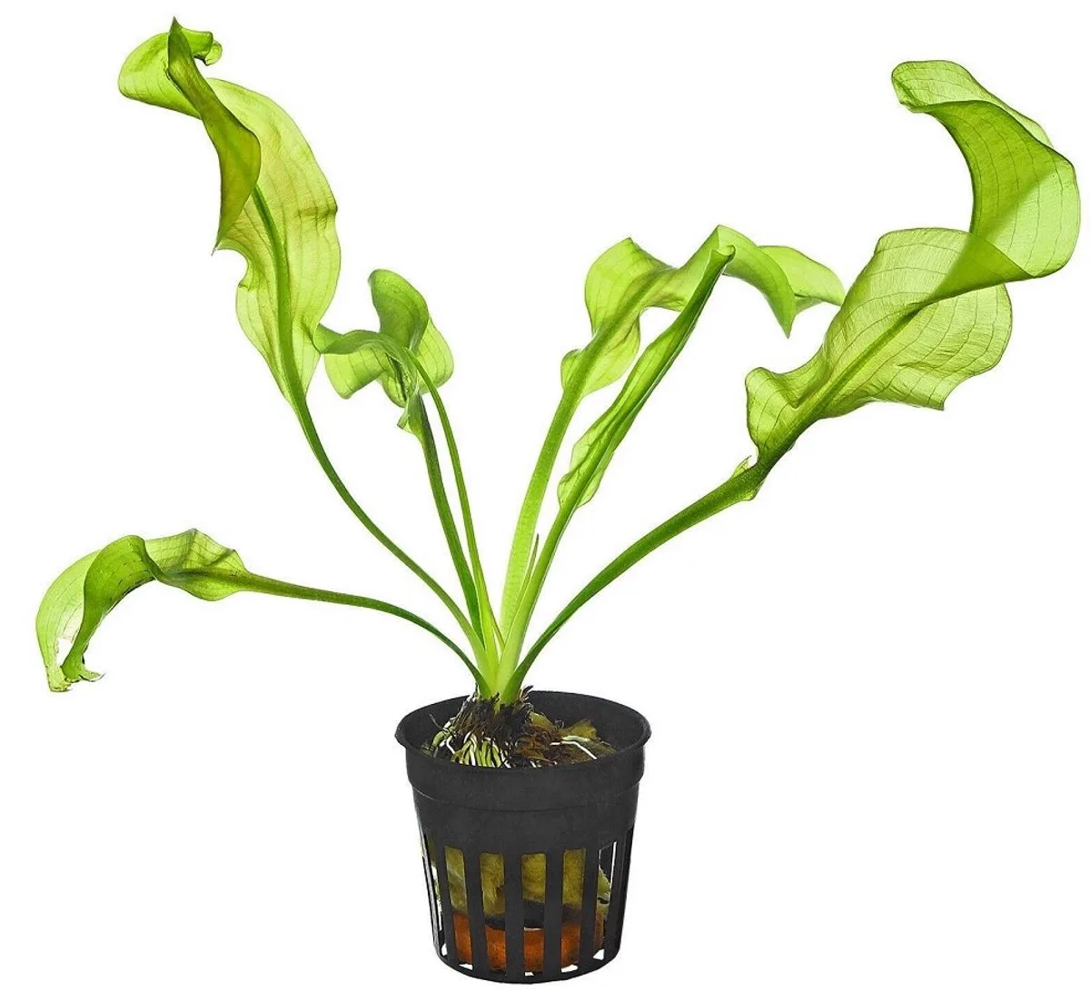 Aponogeton Ulvaceus | Zeeslakruid | In 5 cm pot de Moerings en Vert – photo produit