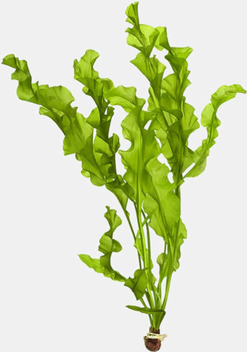 Aponogeton Ulvaceus | Zeeslakruid | Los fra Moerings i Lysegrøn – produktbillede