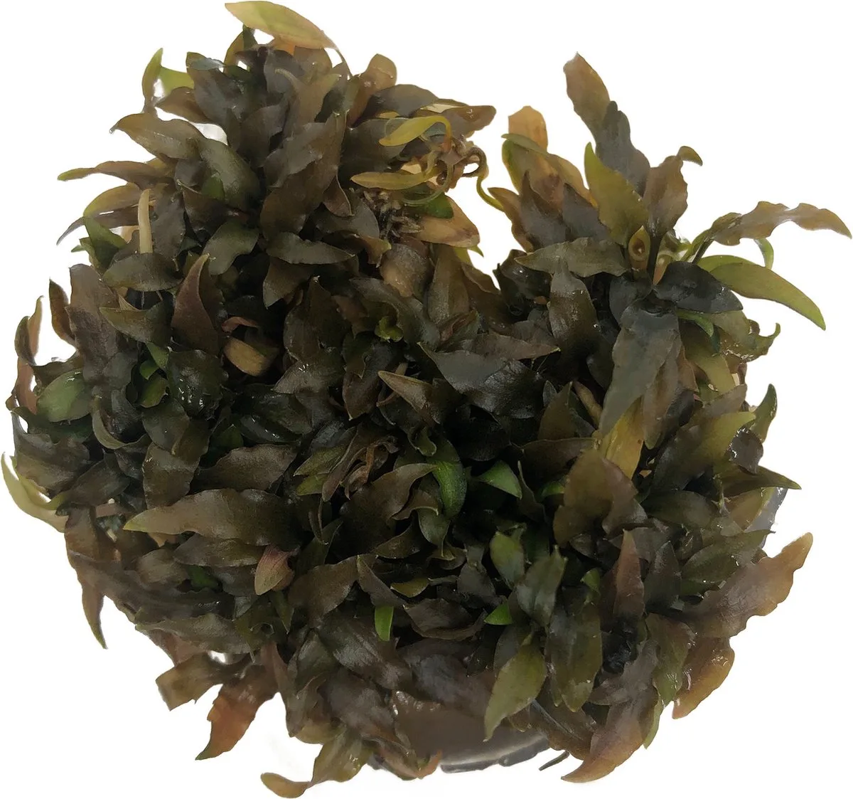 AQUAlook Crypto Wendtii | Langstelige wendtii | 100CC vitro cup Waterplant von Moerings in Braun – Produktfoto