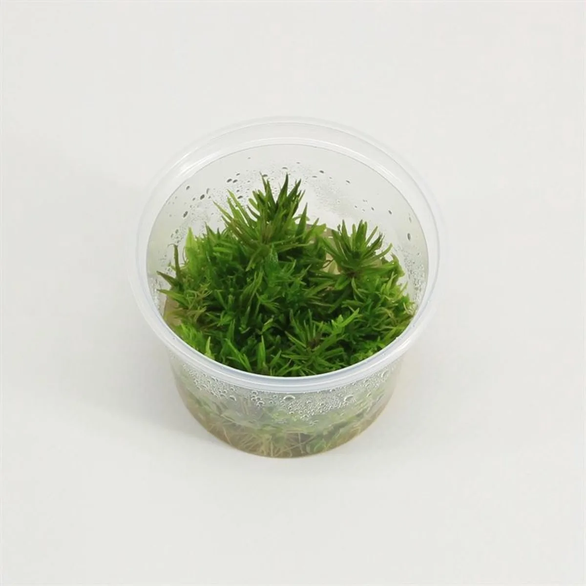 AQUAlook Pogostemon erectus | Indiase sterplant | 100CC vitro cup Waterplant von Moerings in Grün – Produktfoto