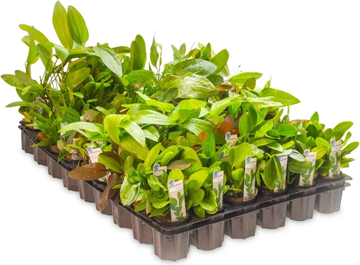 Aquarium planten Echinodorus in de mix 5cm pot 3 stuks von Moerings in Grün – Produktfoto