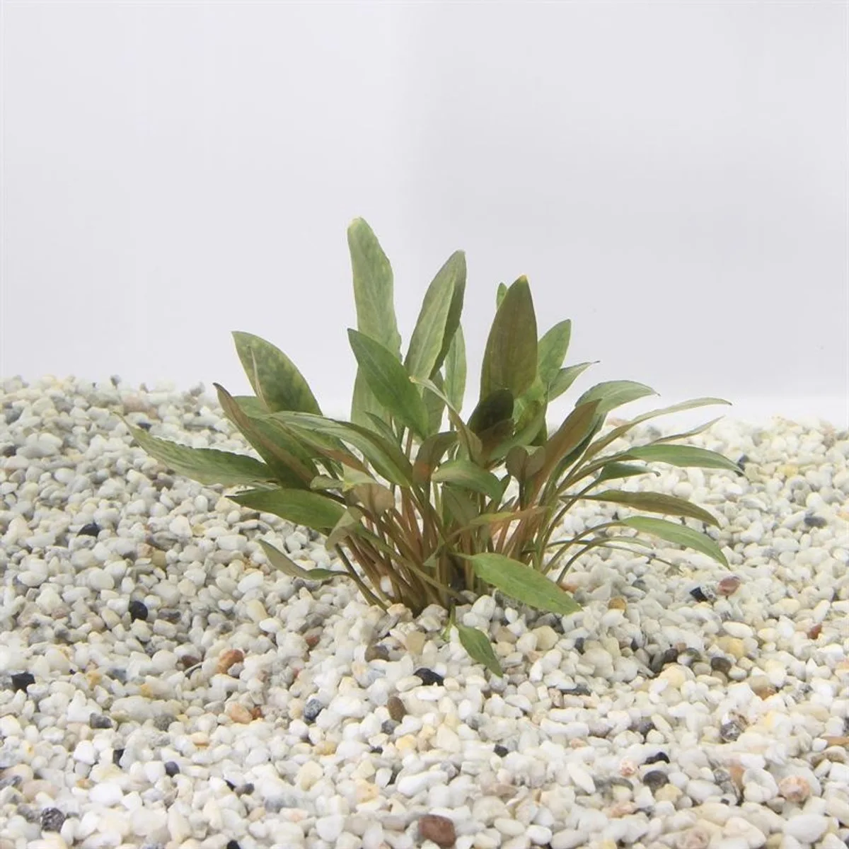 Aquariumplanten - Cryptocoryne petchii pink in vitro (3x 100cc) van Moerings in Roze – productfoto