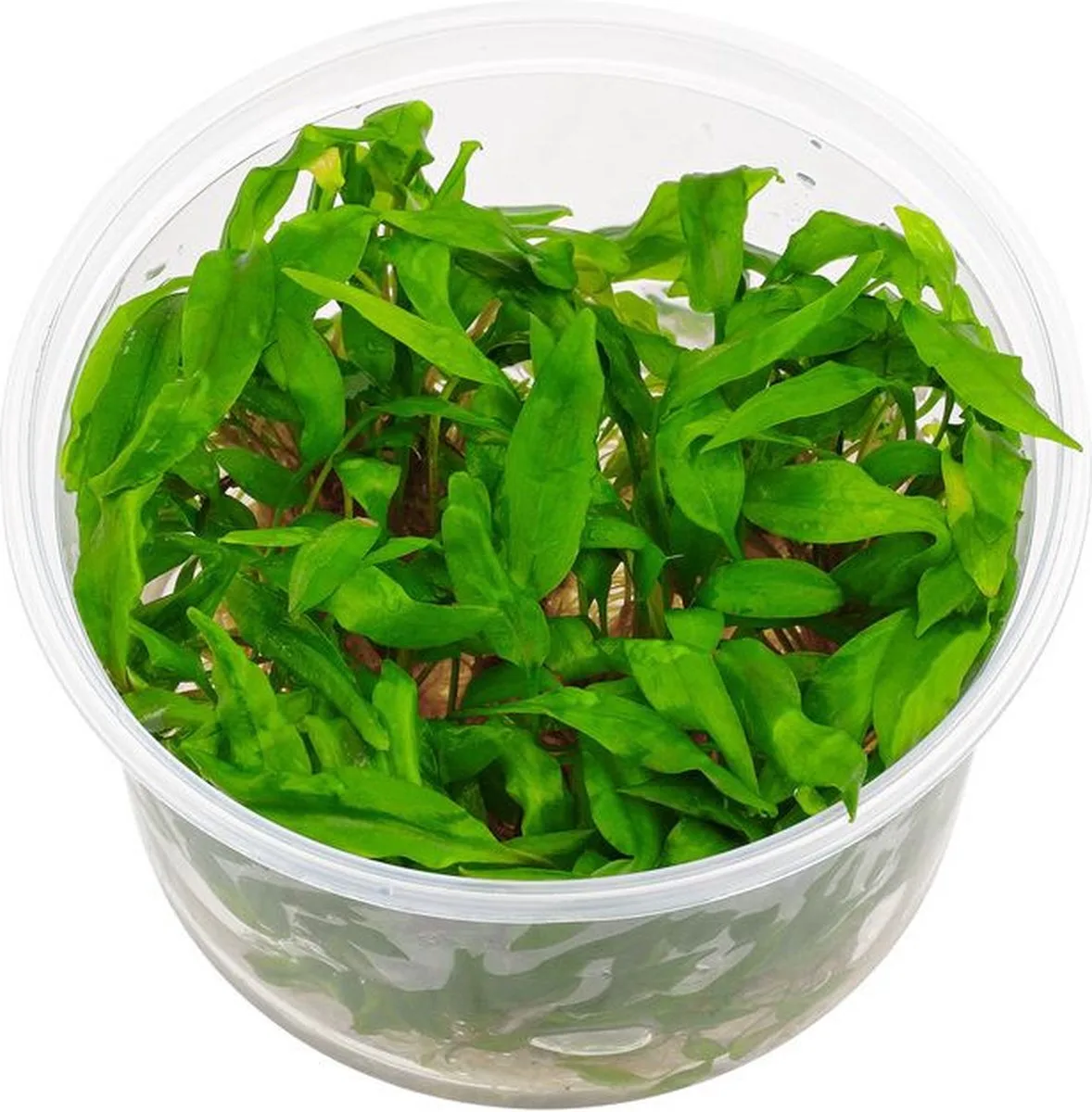 aquariumplanten - Cryptocoryne undulatus (3 x cup 100cc) by Moerings in Green – product photo