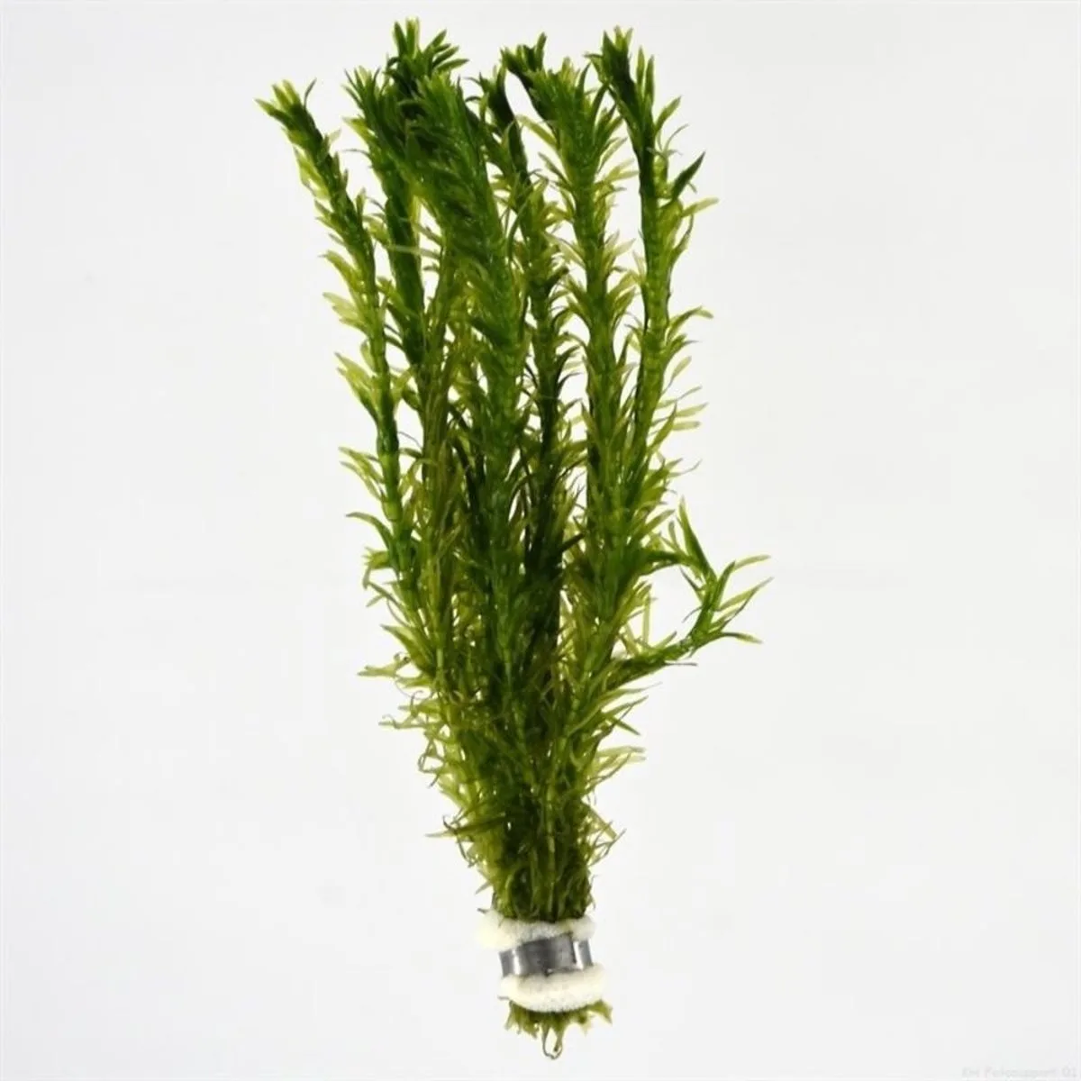 Aquariumplanten - Elodea densa (Bos) van Moerings in Groen – productfoto