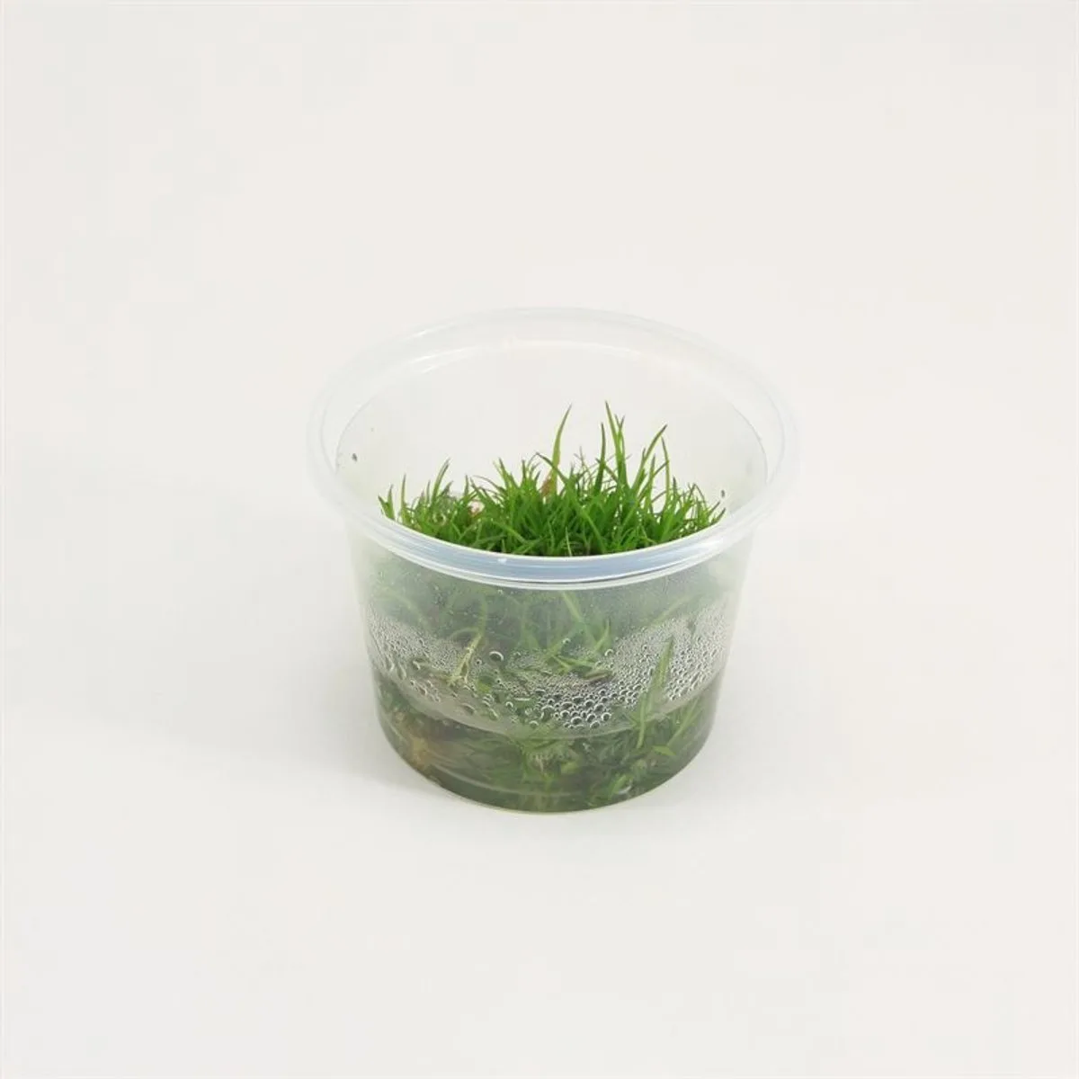 Aquariumplanten - Eriocaulon cinereum in vitro (3x 100cc cup) - Aquariumplant in cup by Moerings in Green – product photo