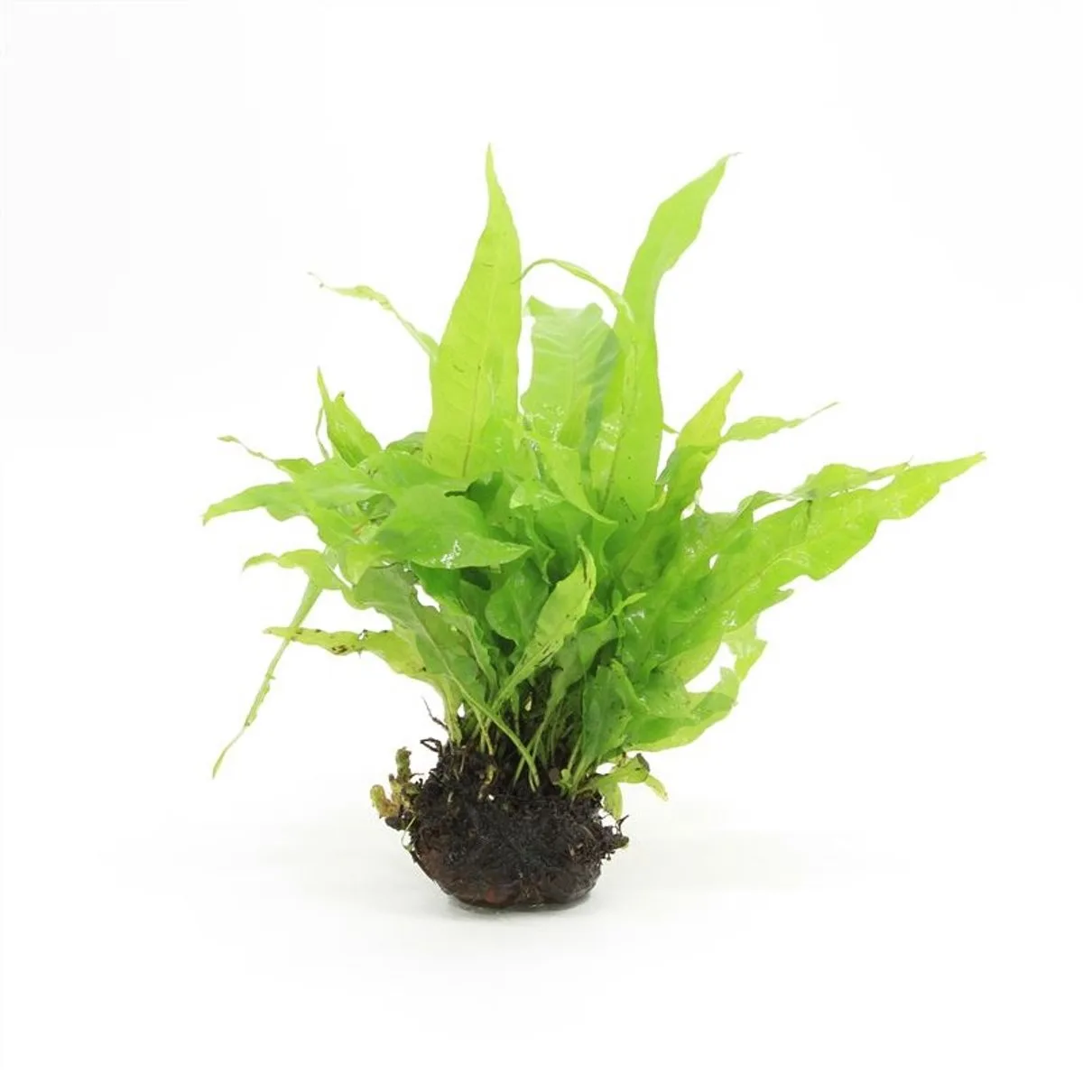 Aquariumplanten - Lavasteen met microsorum pteropus by Moerings in Green – product photo