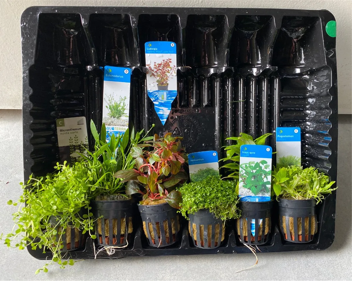 Aquariumplanten Pakket Laag Luxe by Moerings in Green – product photo