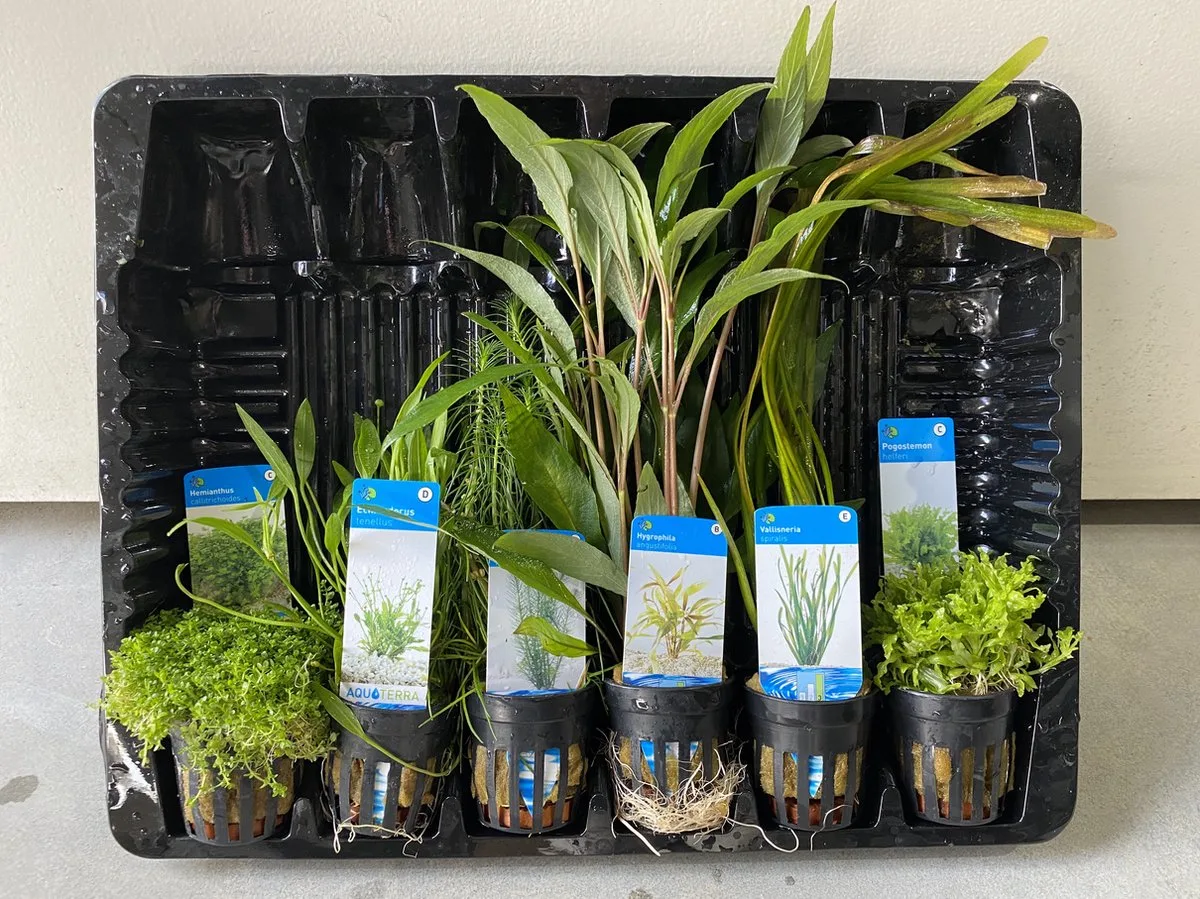Aquariumplanten Pakket Mix 5 von Moerings in Grün – Produktfoto