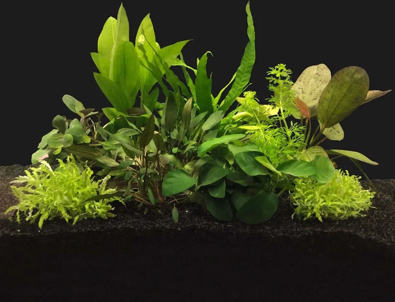 Aquariumplanten Pakket voor 100CM Aquarium de Moerings en Vert – photo produit