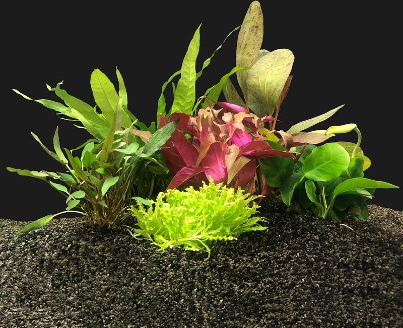 Aquariumplanten Pakket voor 60CM Aquarium von Moerings in Grün – Produktfoto
