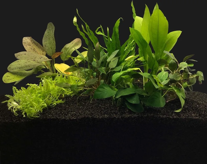 Aquariumplanten Pakket voor 80CM Aquarium de Moerings en Vert – photo produit