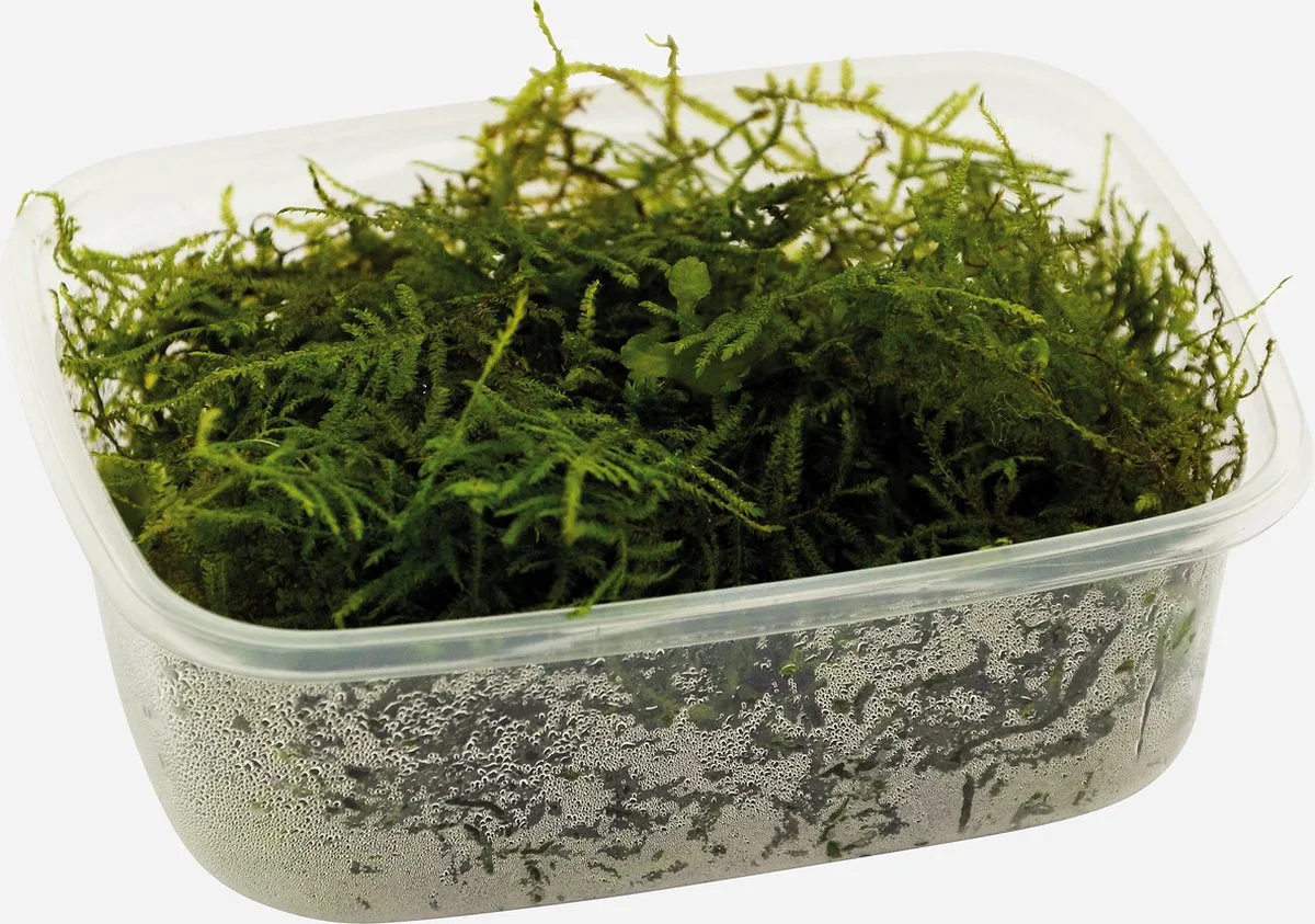 aquariumplanten - Vescicularia dubyana (Los) 200 cc de Moerings en Vert – photo produit