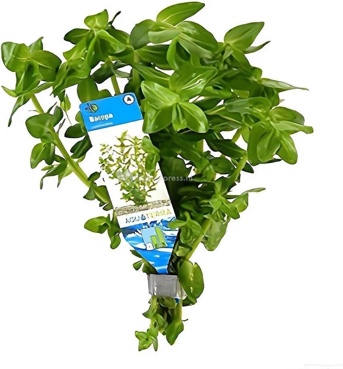 Bacopa Amplexicaulis (Caroliniana) | Grofbladige bacopa | in bos met loodje Waterplant fra Moerings i Grøn – produktbillede