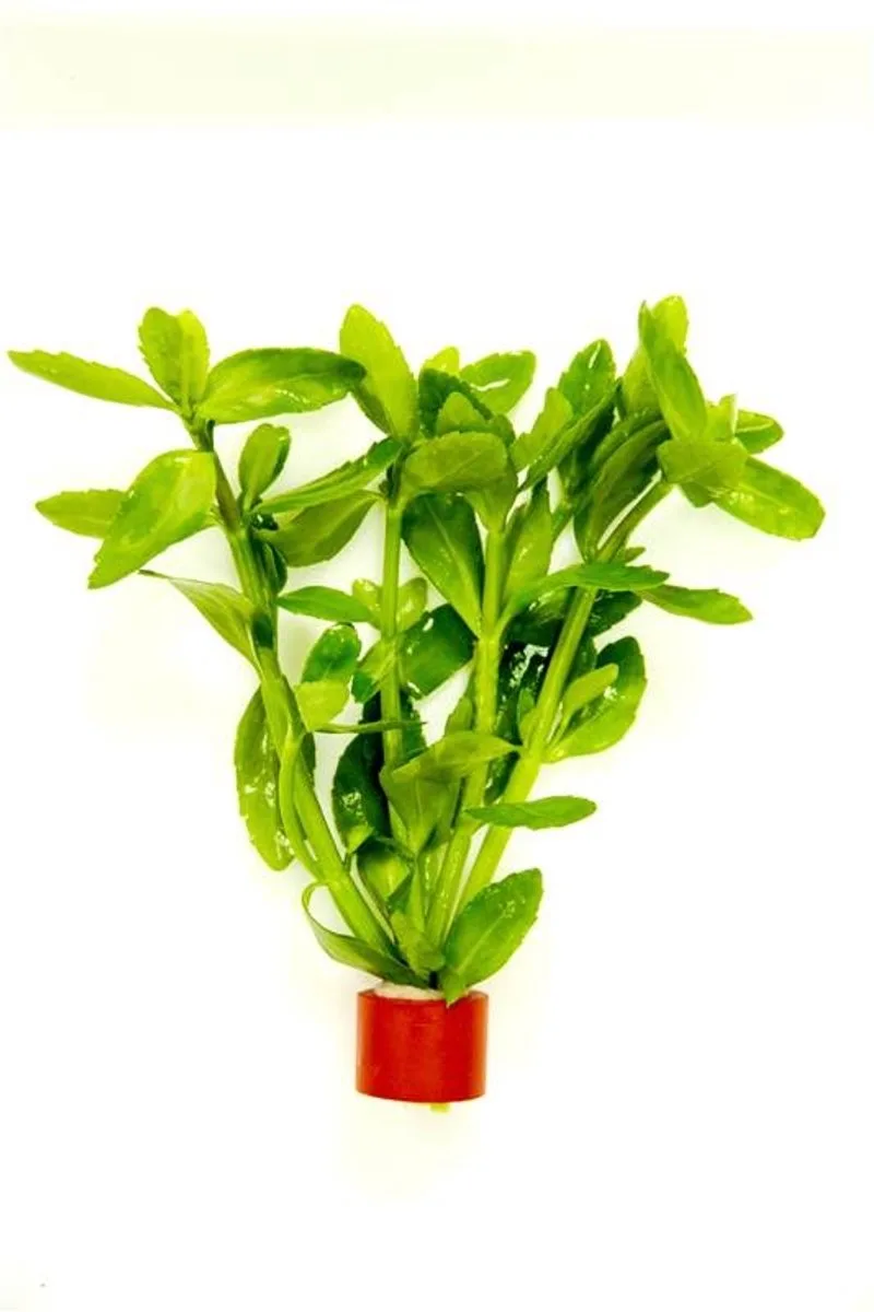 Bacopa Amplexicaulis (Caroliniana) | Grofbladige bacopa | In Terracotta Ring von Moerings – Produktfoto