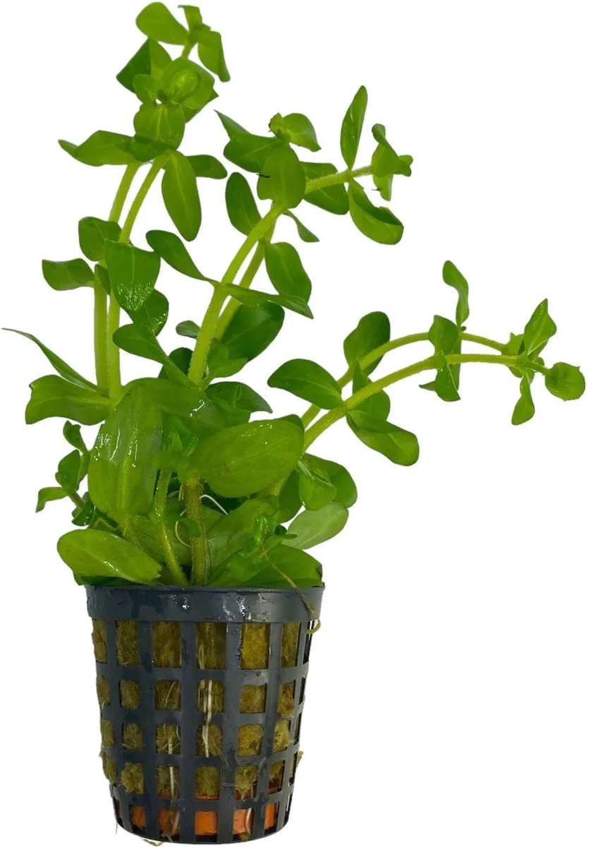 Bacopa Amplexicaulis | Grofbladige bacopa | in 5 cm pot von Moerings in Grün – Produktfoto