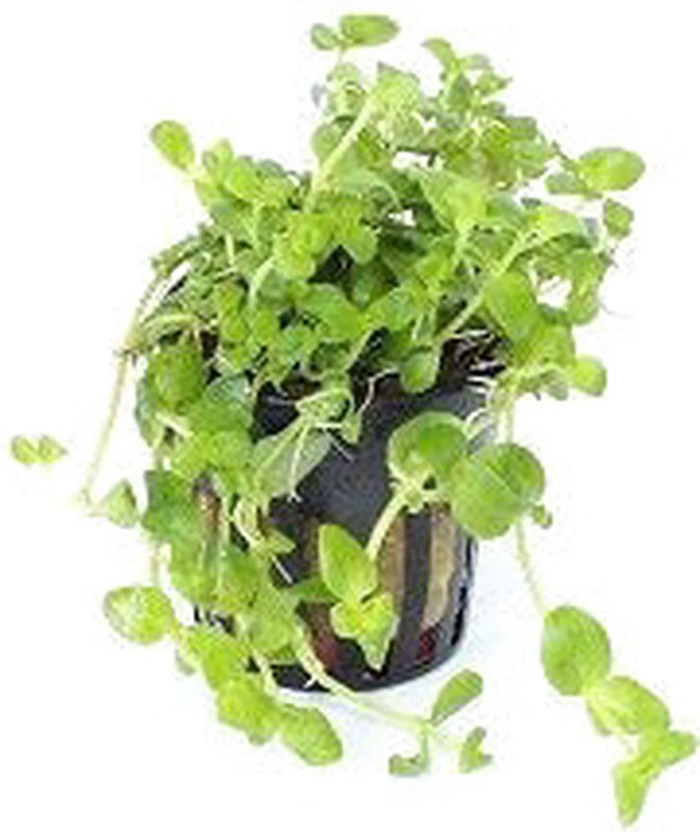 Bacopa Australis | In 5 cm pot von Moerings in Grün – Produktfoto