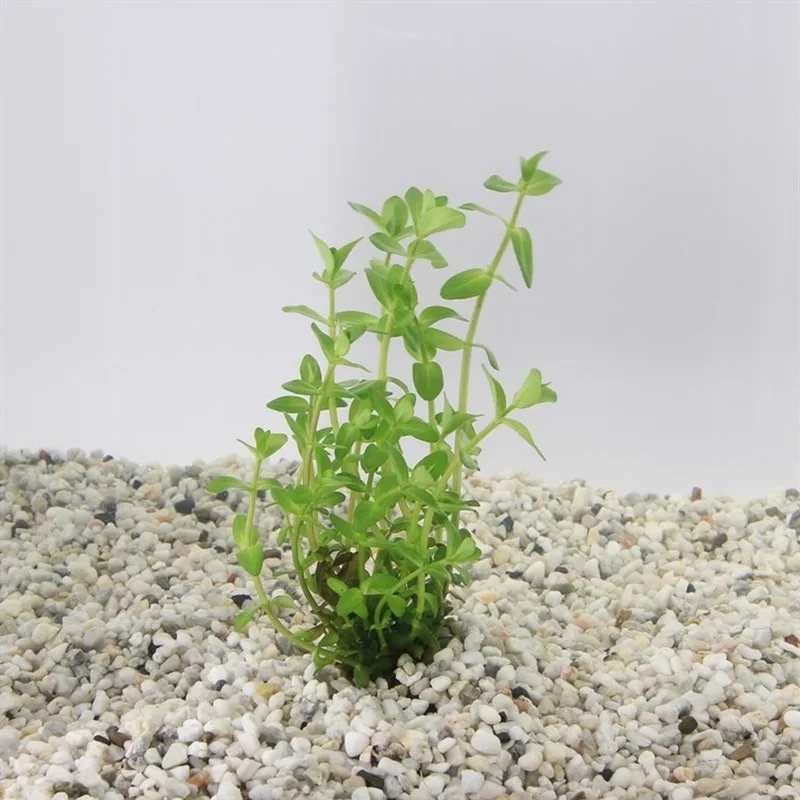 Bacopa Caroliniana 100cc cup - Aquariumplanten InVitro - Aquarium decoratie - Aqua Producten de Moerings en Vert – photo produit
