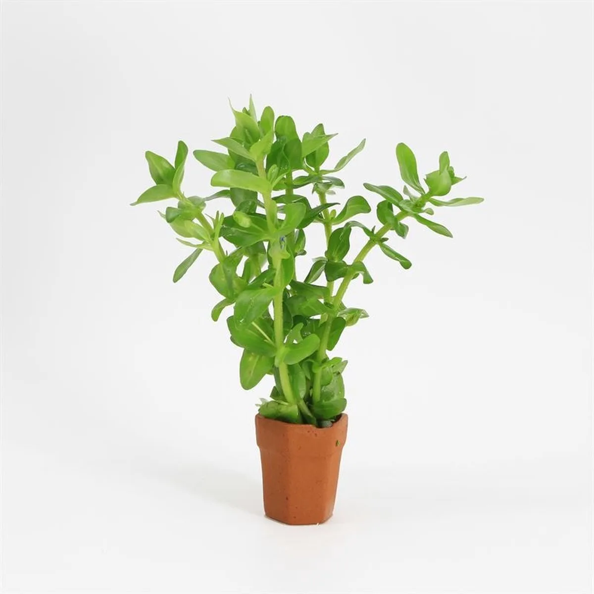 Bacopa Caroliniana | Grofbladige bacopa | Terracotta Pot fra Moerings i Grøn – produktbillede