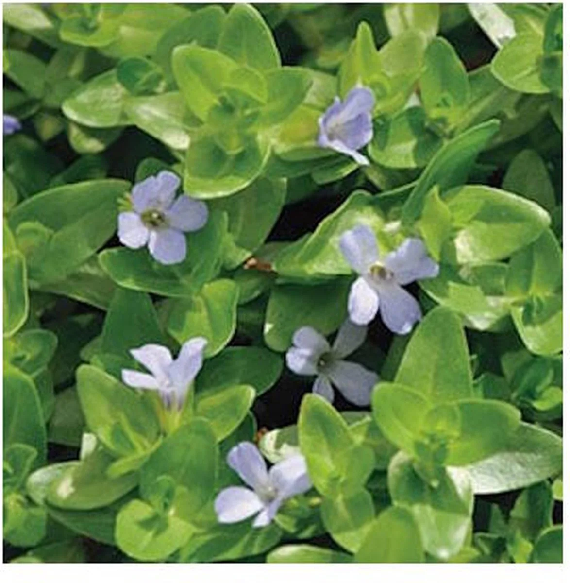 Bacopa Caroliniana | Grote Bacopa | In 11x11CM Mand von Moerings in Grün – Produktfoto