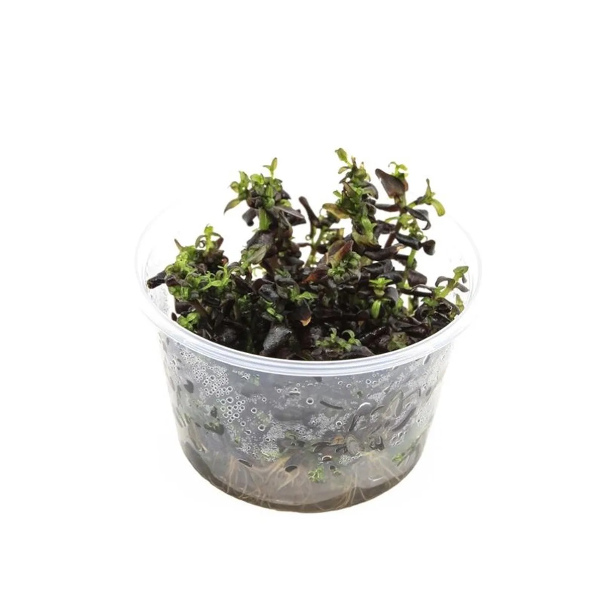 Bacopa Salzmanni | In vitro cup från Moerings – produktbild