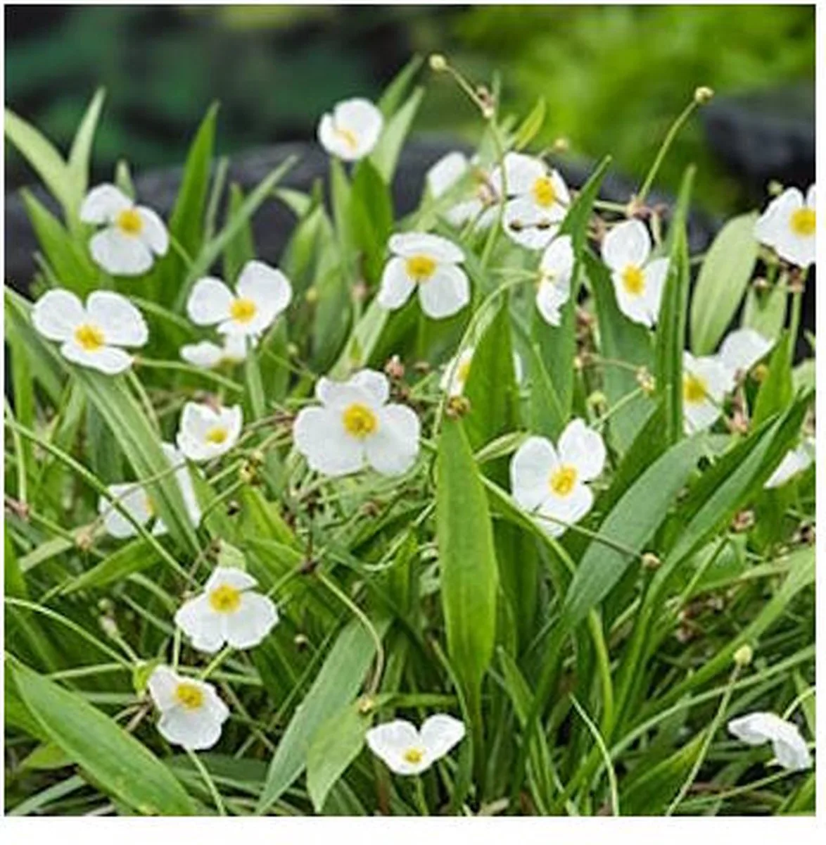 Baldellia Ranunculoides | Stijve Moeras Weegbree | In 9CM pot de Moerings – photo produit