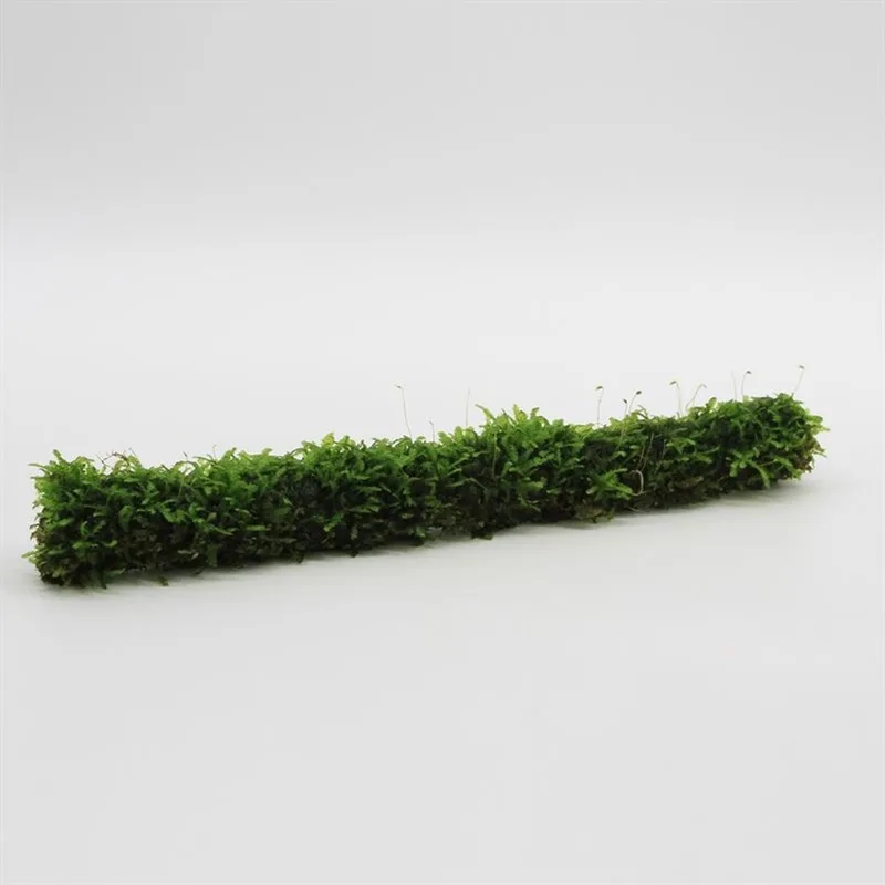 Bamboostok met Javamos 20 cm - Aquarium mos - Aquariumplant - Aquarium decoratie de Moerings en Vert – photo produit