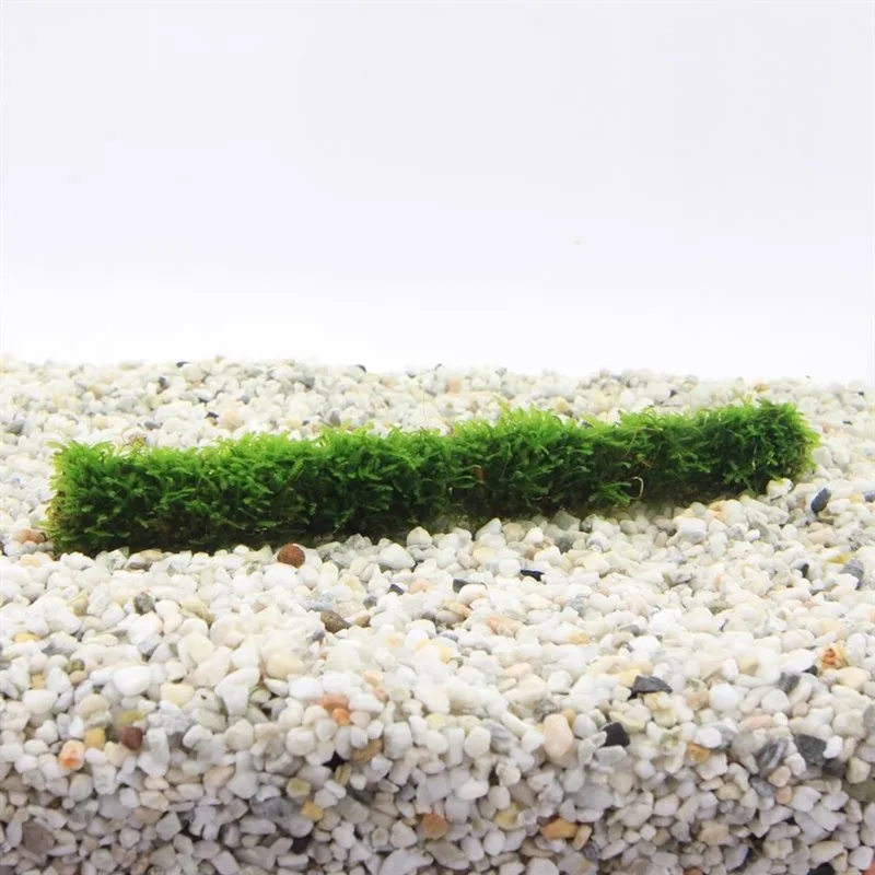 Bamboostok met Javamos XL 30 cm - Aquarium mos - Aquariumplant - Aquarium decoratie de Moerings en Vert – photo produit