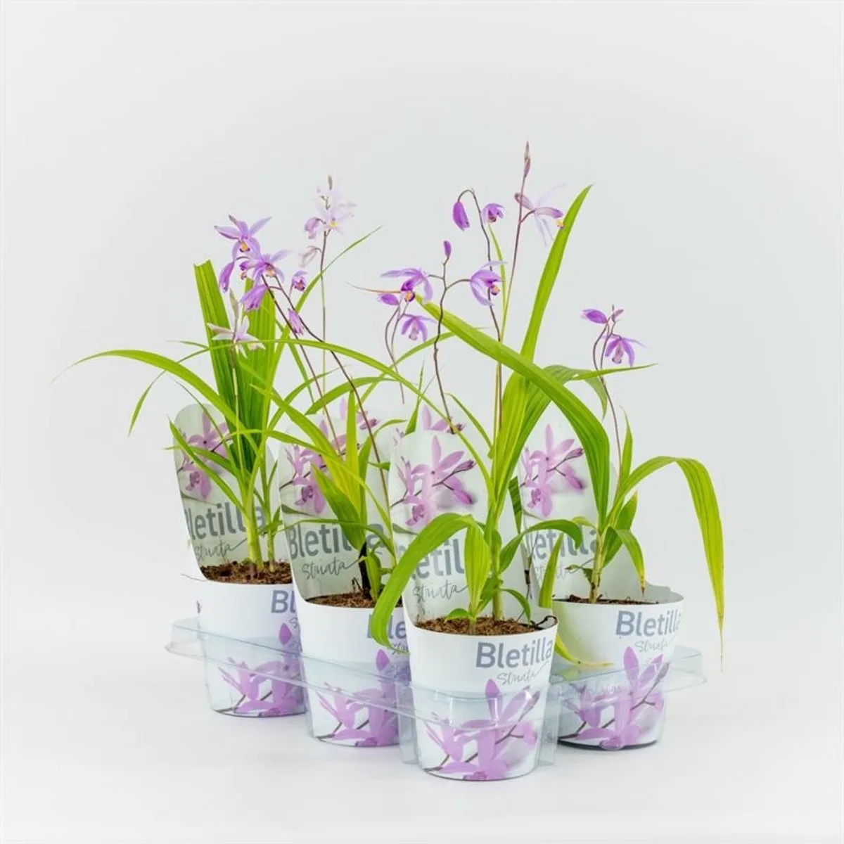 Bletilla striata | Japanse orchidee | 12 cm pot | 20 cm bij levering van Moerings in Roze – productfoto