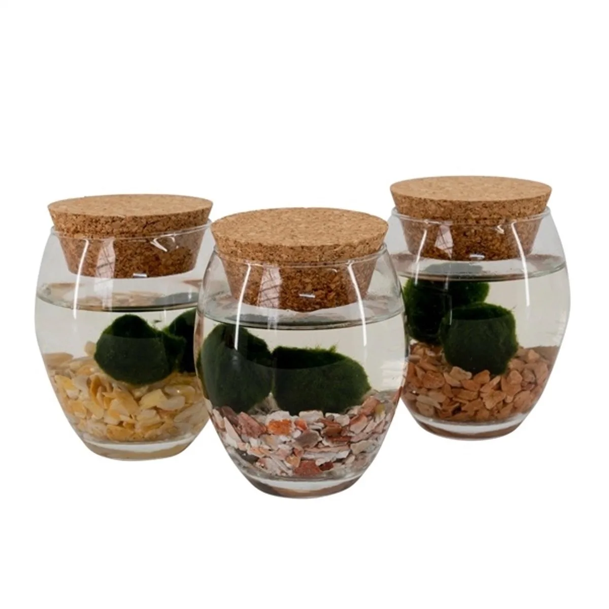 Bolvaas Met 2 Bollen Chladophlora 8 Centimeter de Moerings en Transparent – photo produit