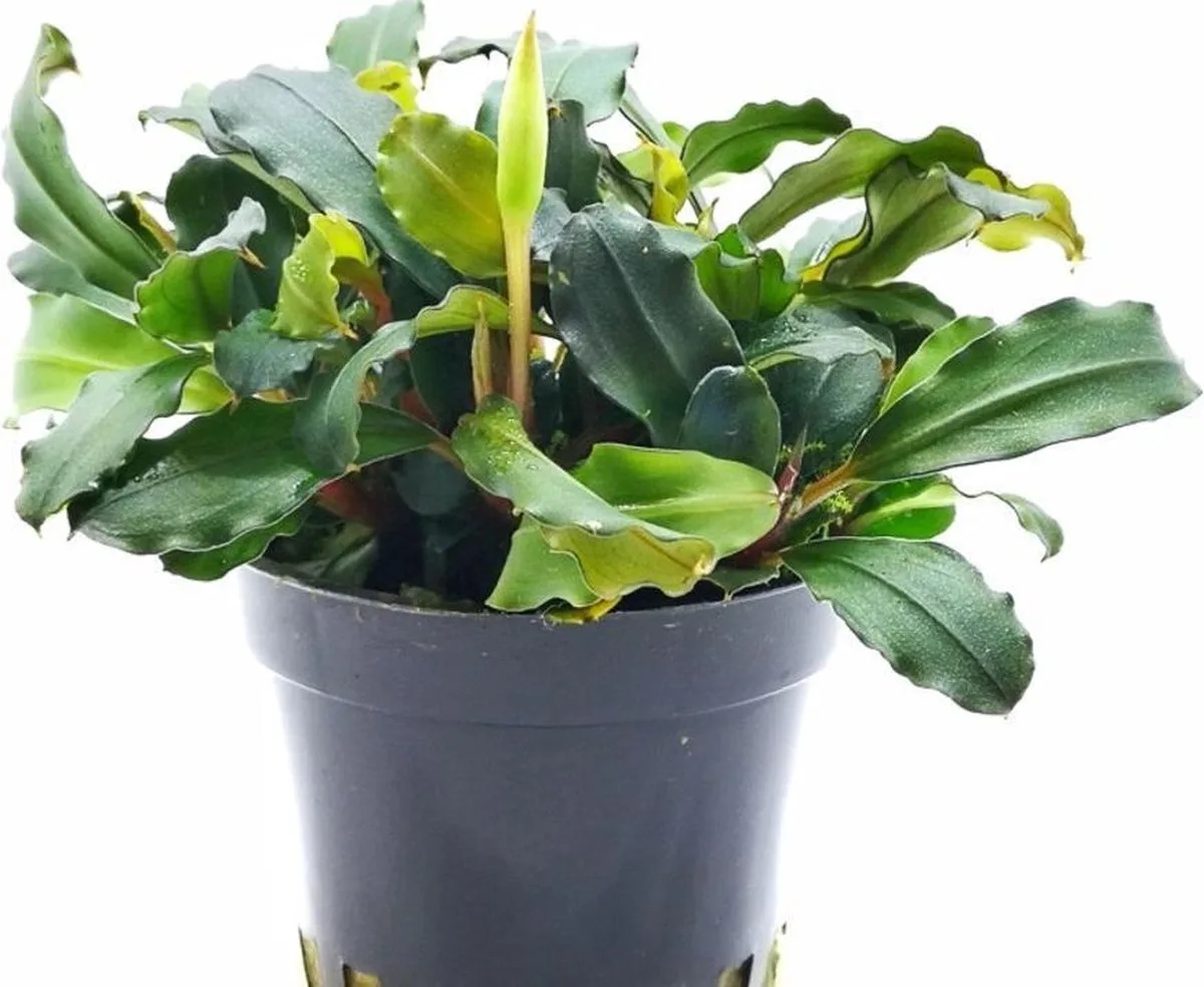 Bucephalandra Lamandau Mini Red by Moerings – product photo