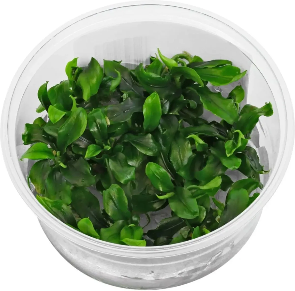 Bucephalandra Sp Green | In vitro cup Waterplant by Moerings in Green – product photo