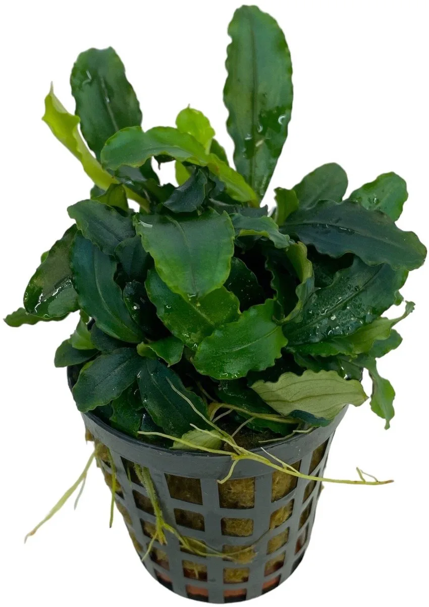 Bucephelandra theia green | In 5 cm pot von Moerings in Grün – Produktfoto