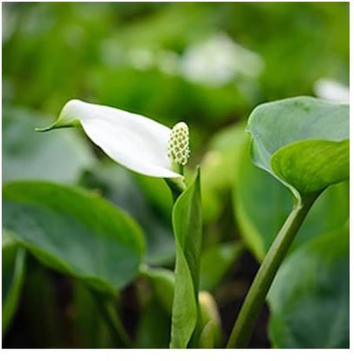 Calla Palustris | Slangenwortel | In 18CM Mand Kant en Klaar van Moerings in Groen – productfoto