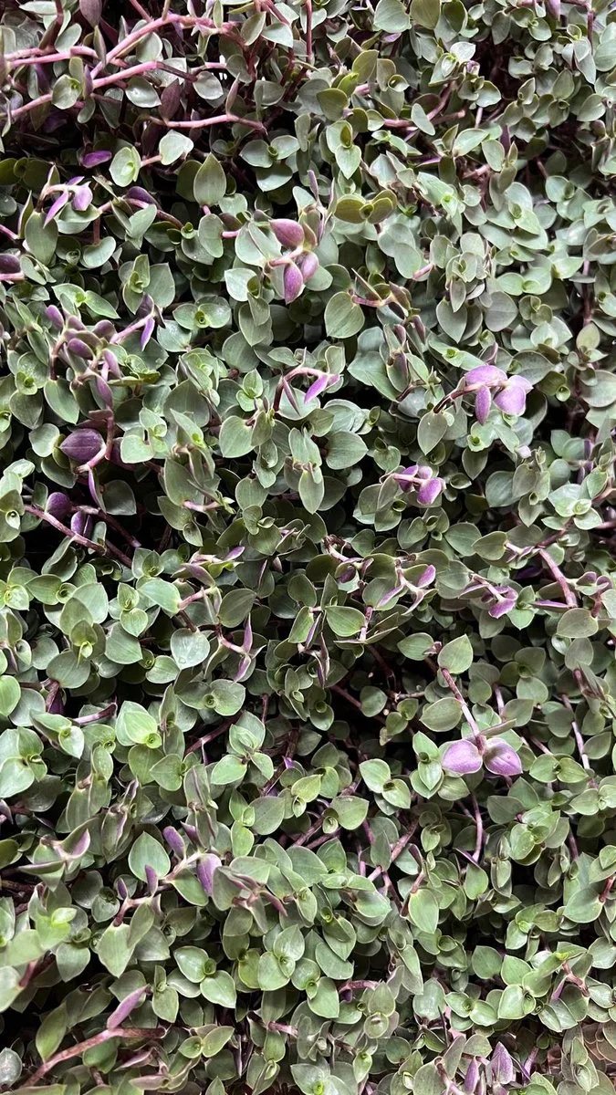 Callisia repens | Schildpadplant | in 14 cm pot van Moerings in Groen – productfoto