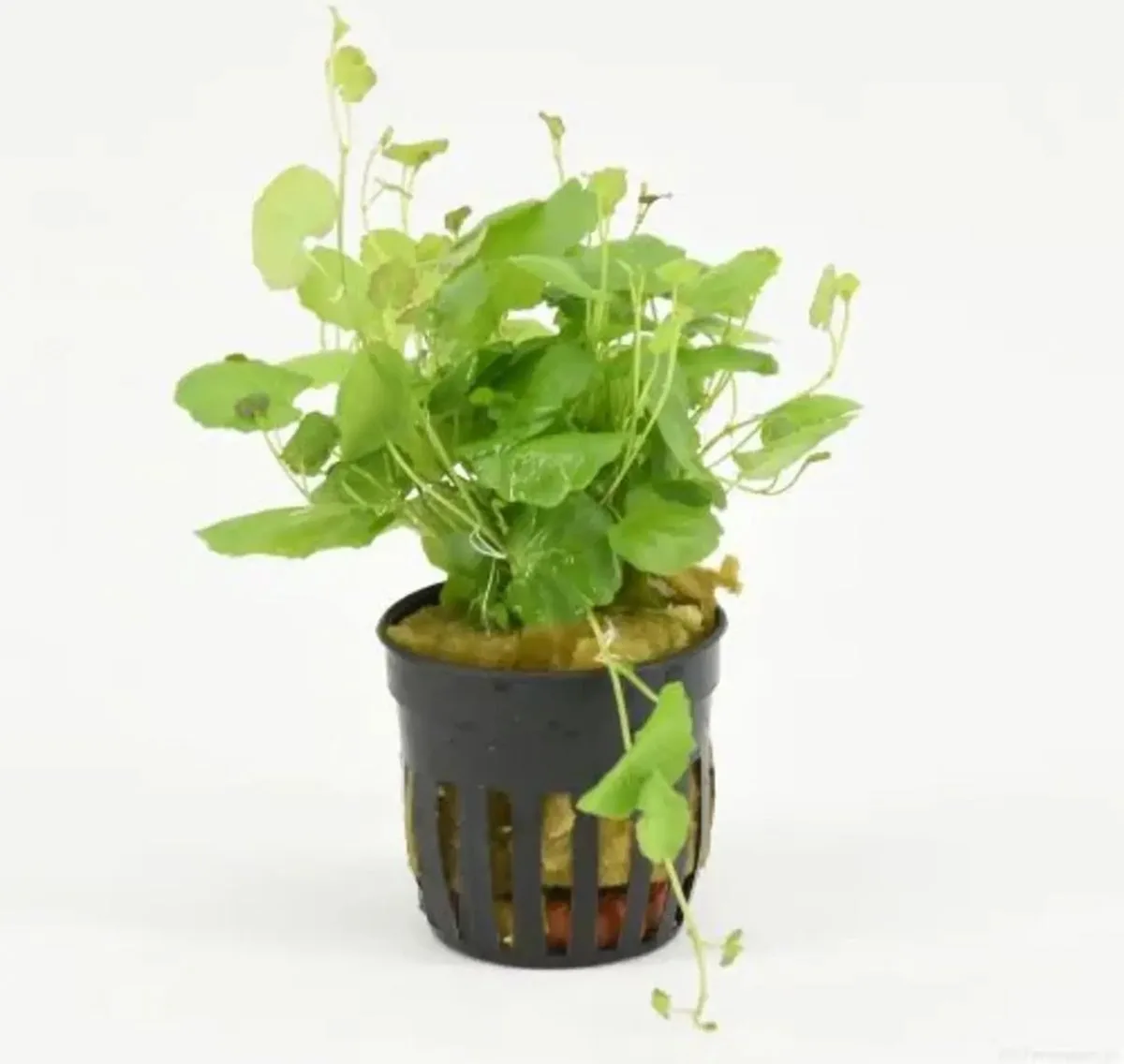 Cardamine lyrata | Chinese klimop | in 5 cm pot från Moerings i Grön – produktbild