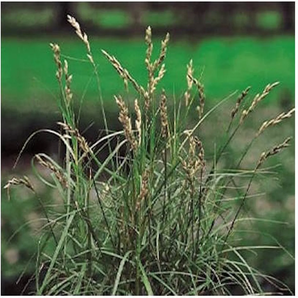 Carex Muskingumensis | Paraplu Zegge | In 18CM Mand Kant en Klaar van Moerings in Bruin – productfoto