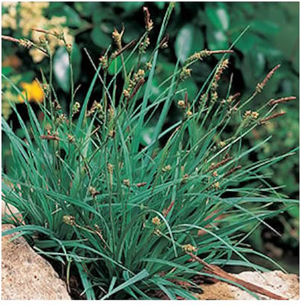 Carex Panicea | Zegge | In 9CM pot från Moerings i Brun – produktbild